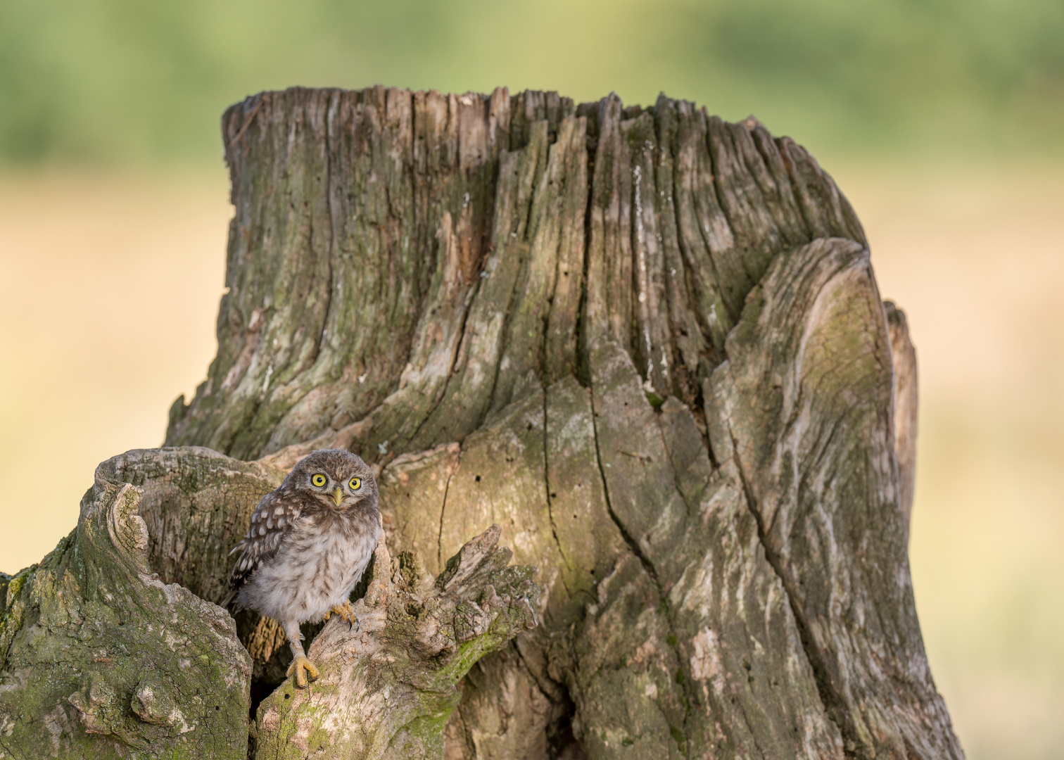 Steinkauz (Athene noctua)