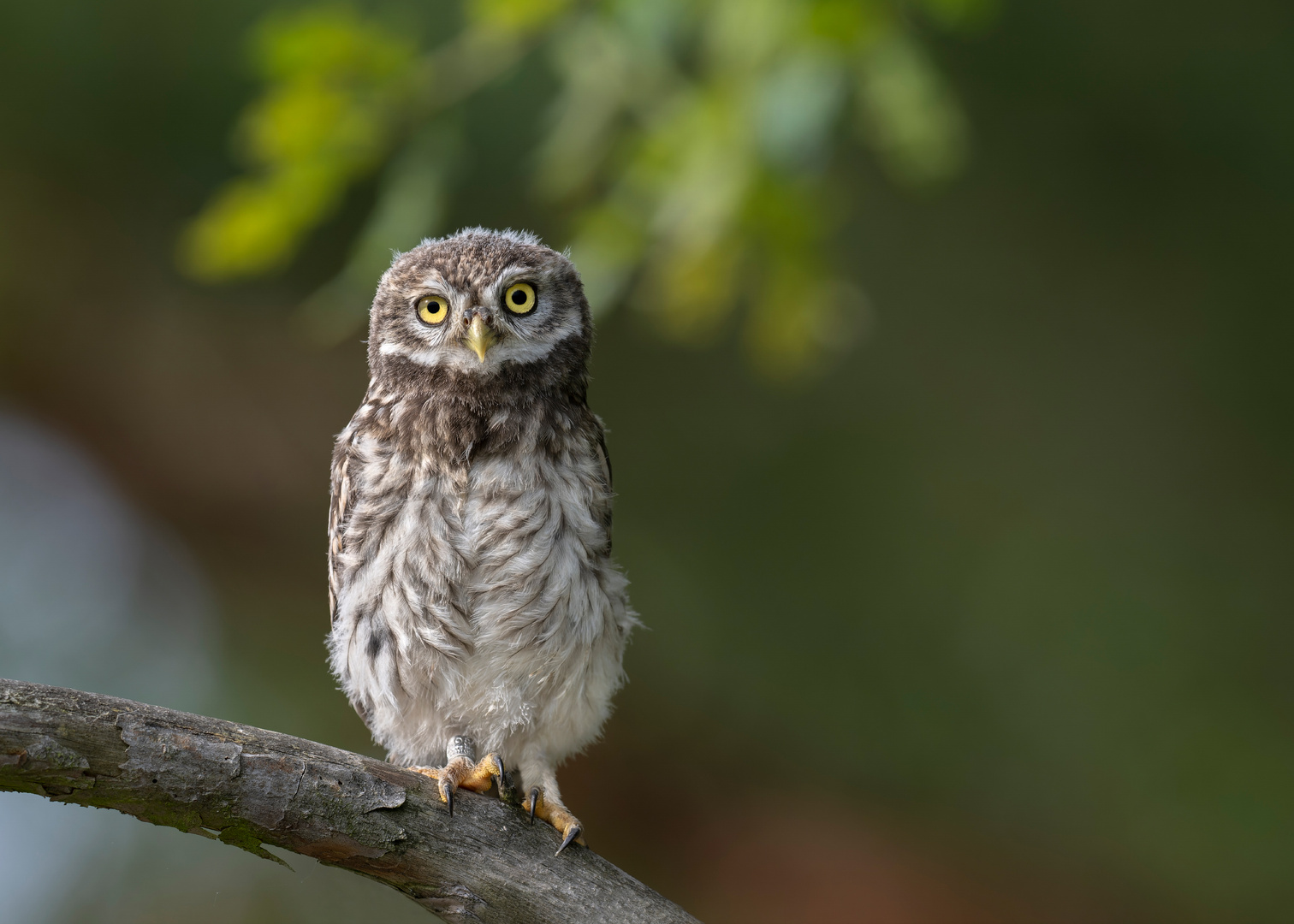 Steinkauz (Athene noctua) 