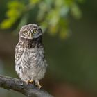 Steinkauz (Athene noctua) 