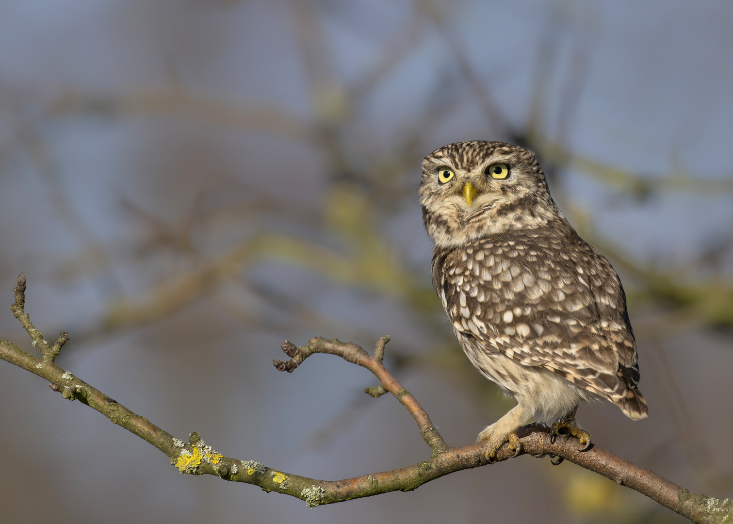 Steinkauz (Athene noctua)