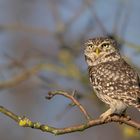 Steinkauz (Athene noctua)