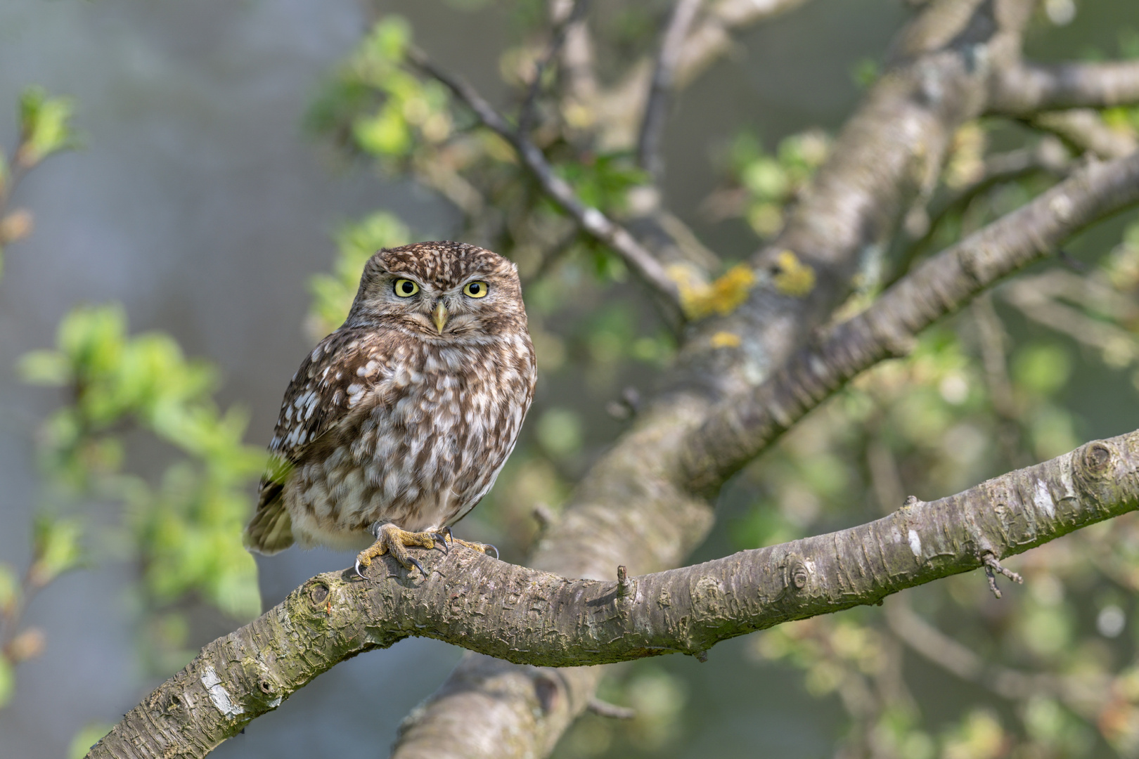 Steinkauz (Athene noctua) 