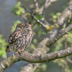 Steinkauz (Athene noctua) 