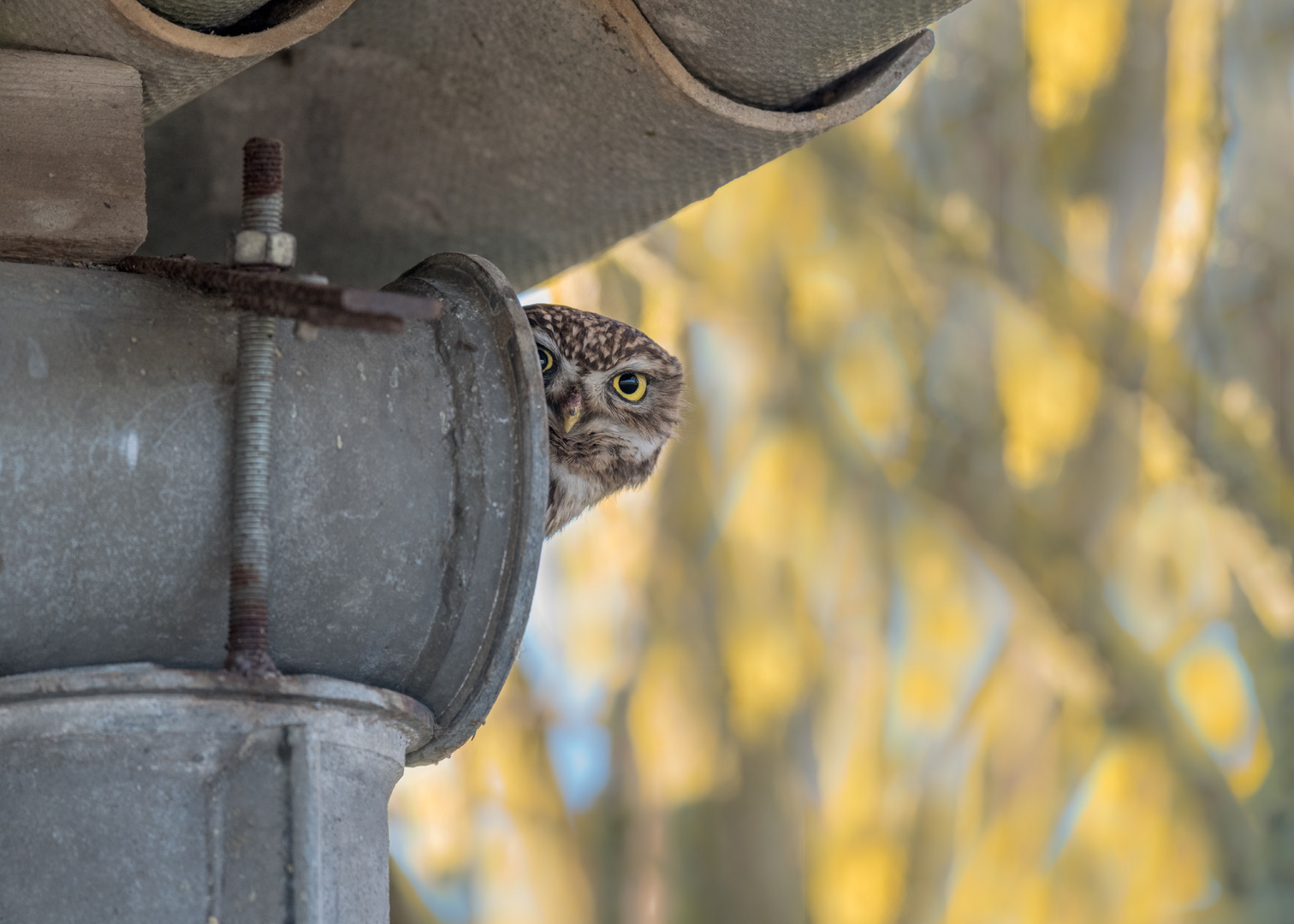 Steinkauz (Athene noctua)