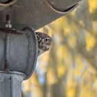 Steinkauz (Athene noctua)