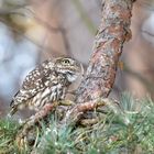 Steinkauz (Athene noctua)