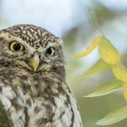 Steinkauz (Athene noctua)