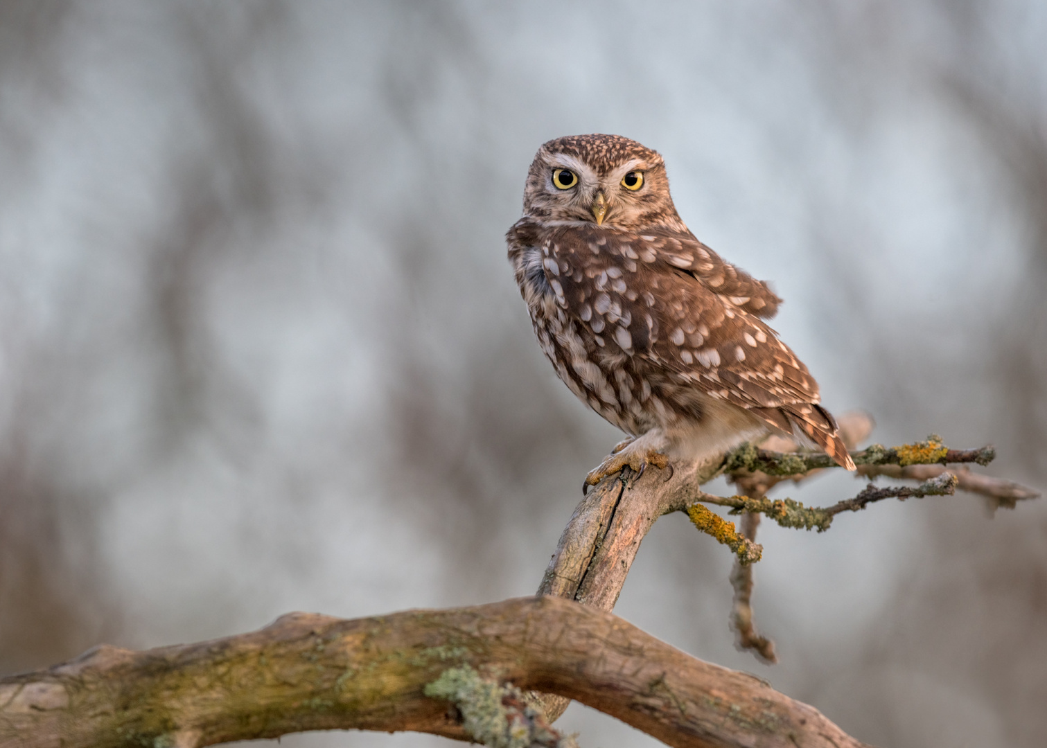 Steinkauz (Athene noctua)