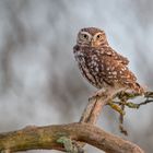 Steinkauz (Athene noctua)