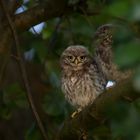 Steinkauz (Athene noctua)