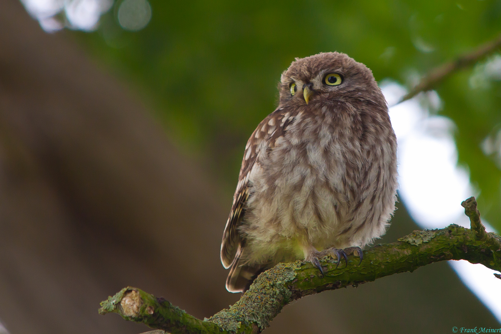 Steinkauz ( athene noctua )