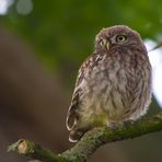 Steinkauz ( athene noctua )