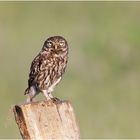 Steinkauz (Athene noctua)