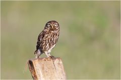 Steinkauz (Athene noctua)