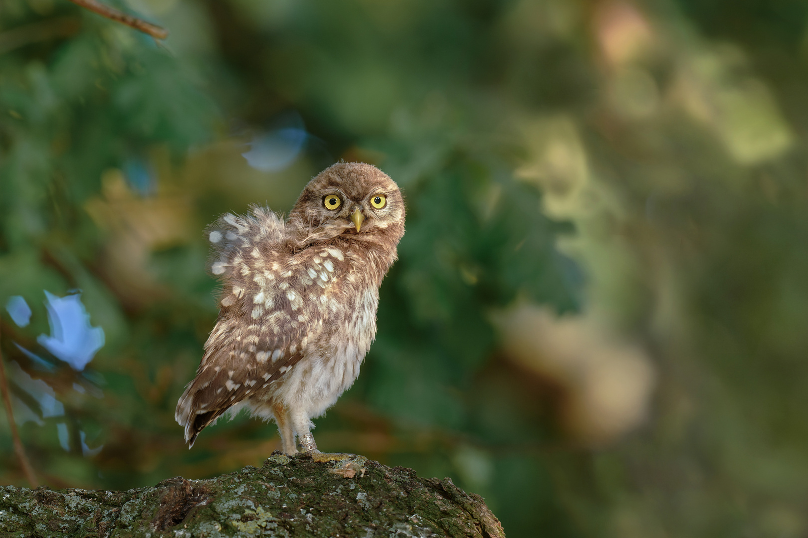 Steinkauz (Athene noctua)