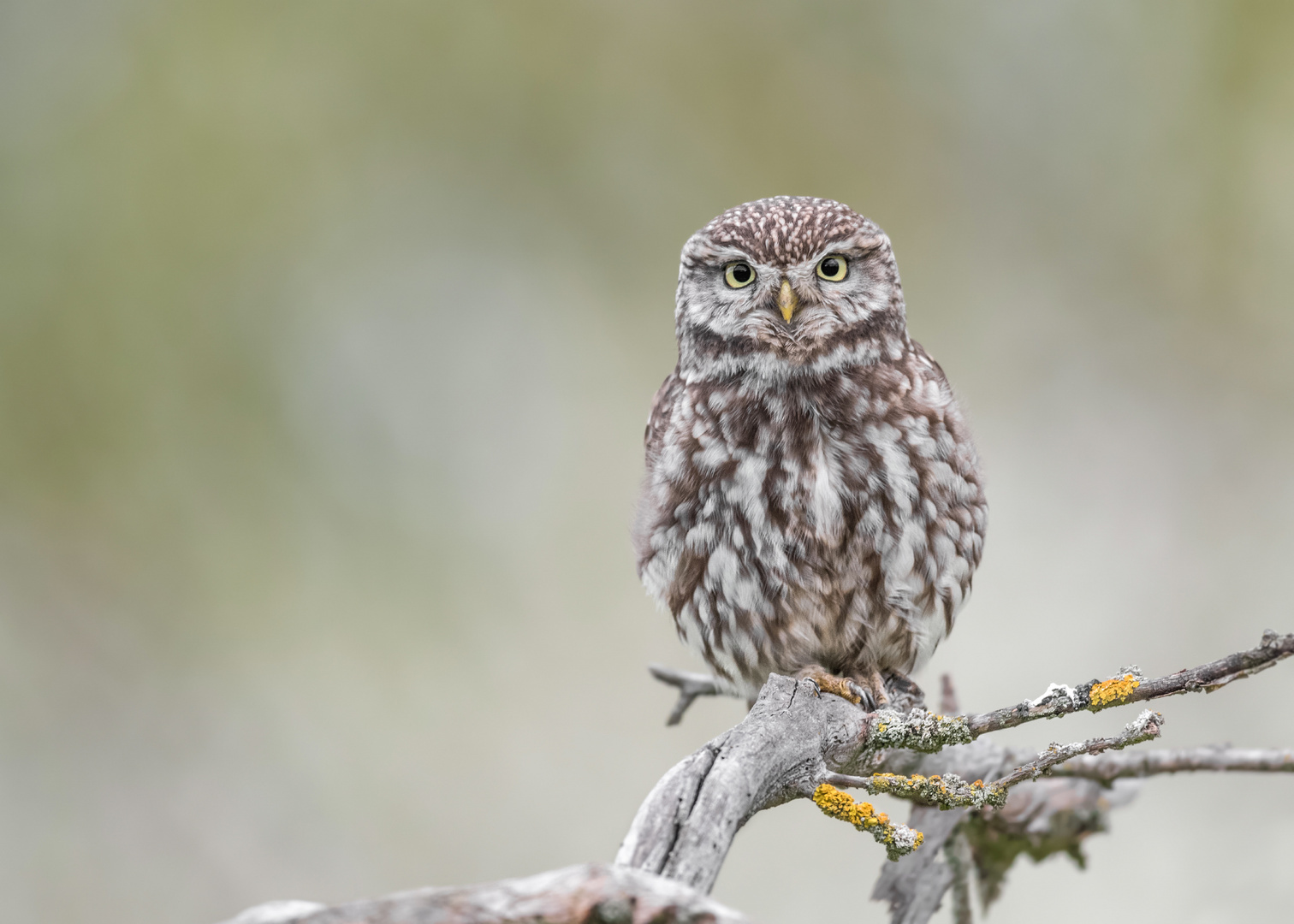 Steinkauz (Athene noctua)