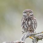 Steinkauz (Athene noctua)