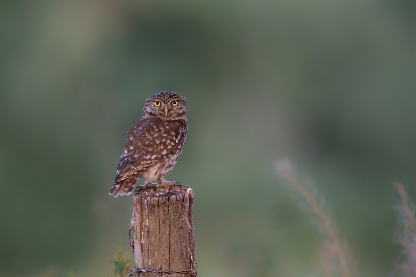 Steinkauz (Athene noctua)