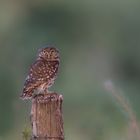 Steinkauz (Athene noctua)