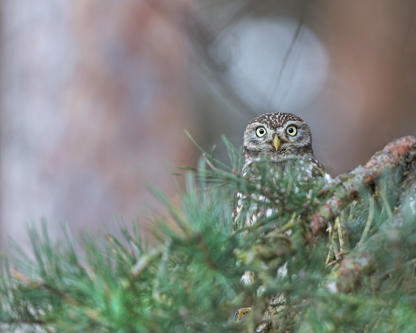 Steinkauz (Athene noctua)