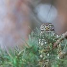 Steinkauz (Athene noctua)