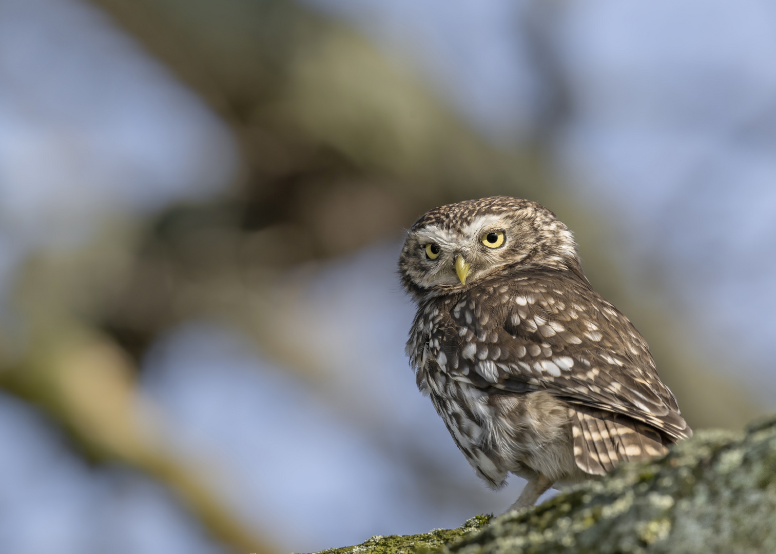 Steinkauz (Athene noctua)