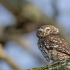 Steinkauz (Athene noctua)