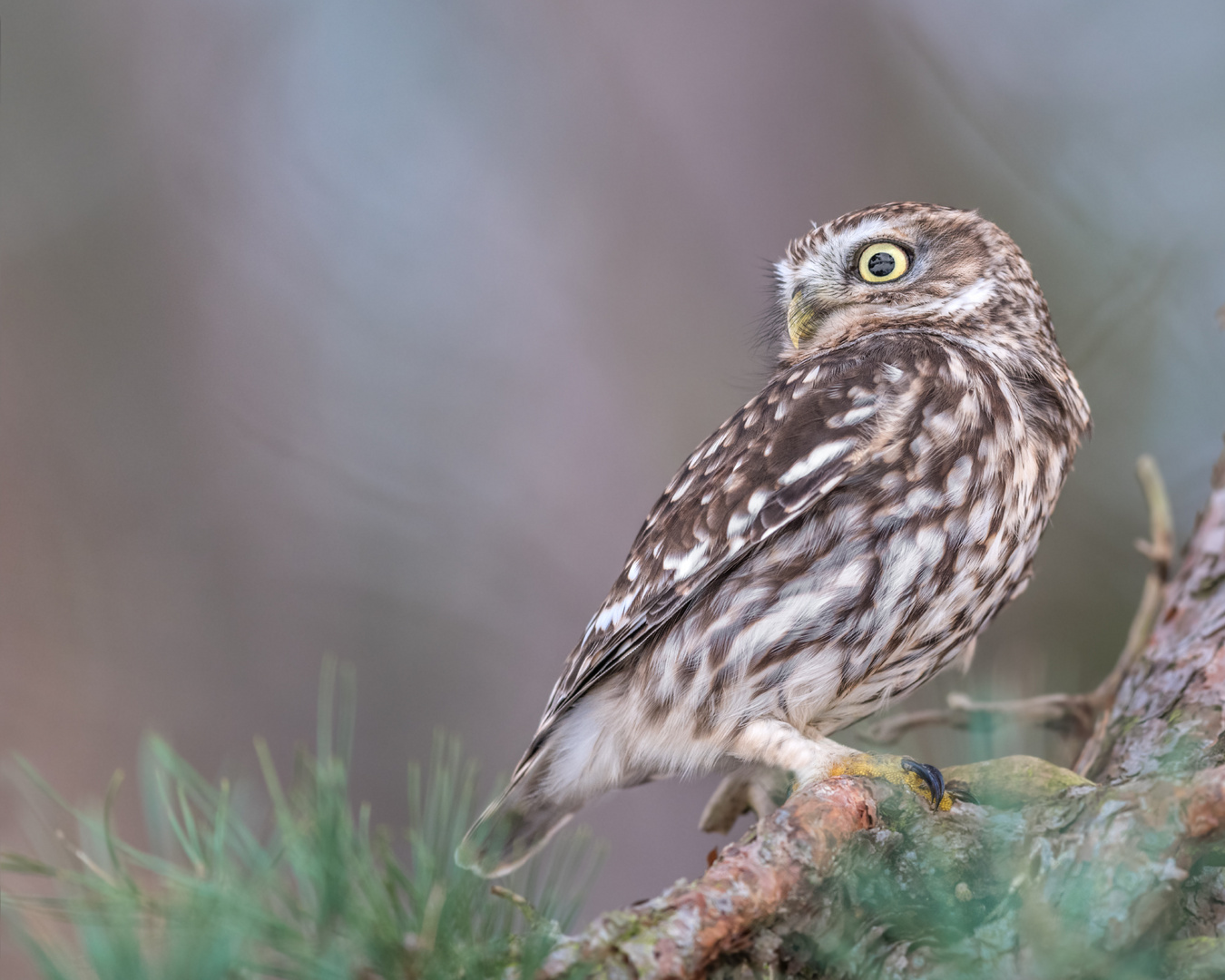 Steinkauz (Athene noctua)