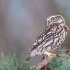 Steinkauz (Athene noctua)