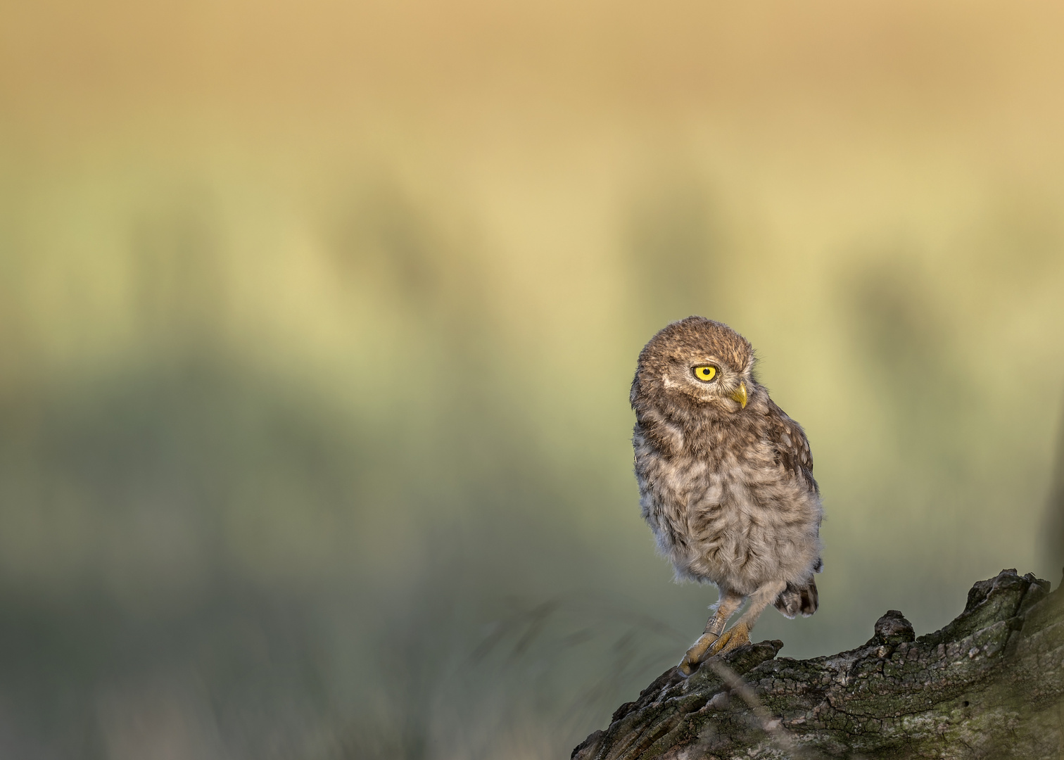 Steinkauz (Athene noctua)