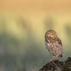 Steinkauz (Athene noctua)