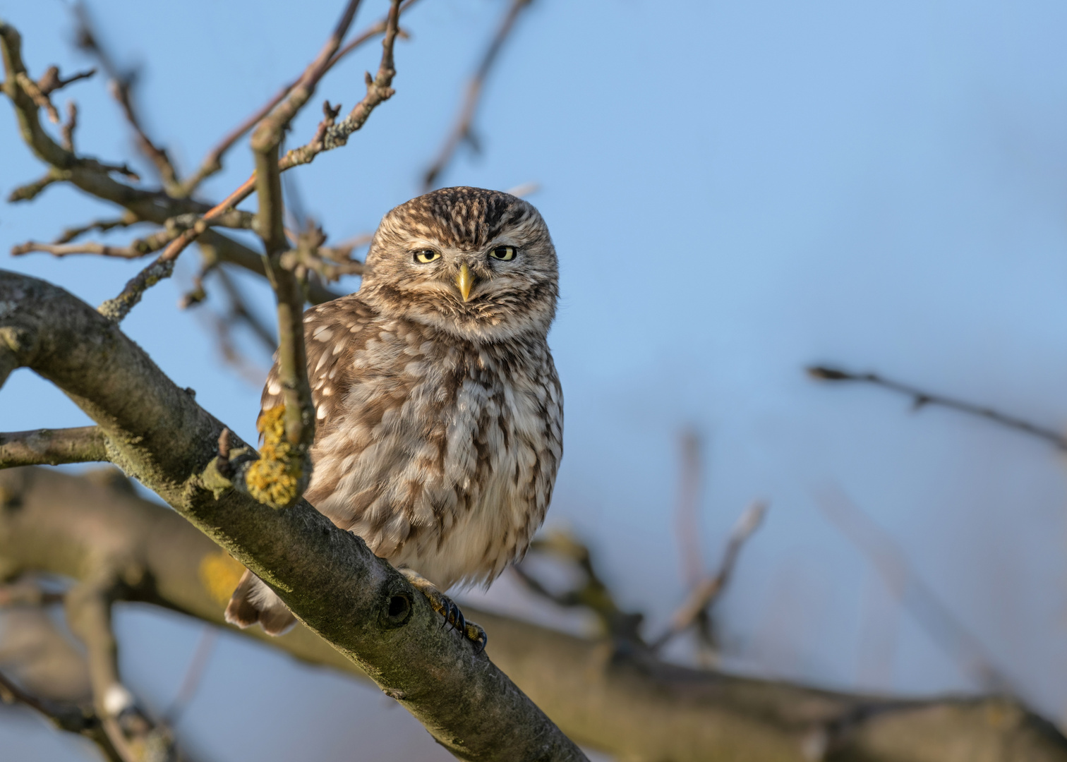 Steinkauz (Athene noctua)