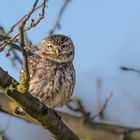 Steinkauz (Athene noctua)