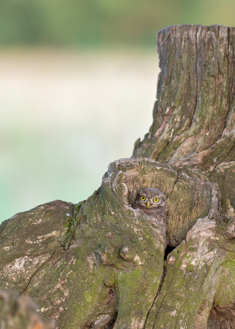 Steinkauz (Athene noctua) 