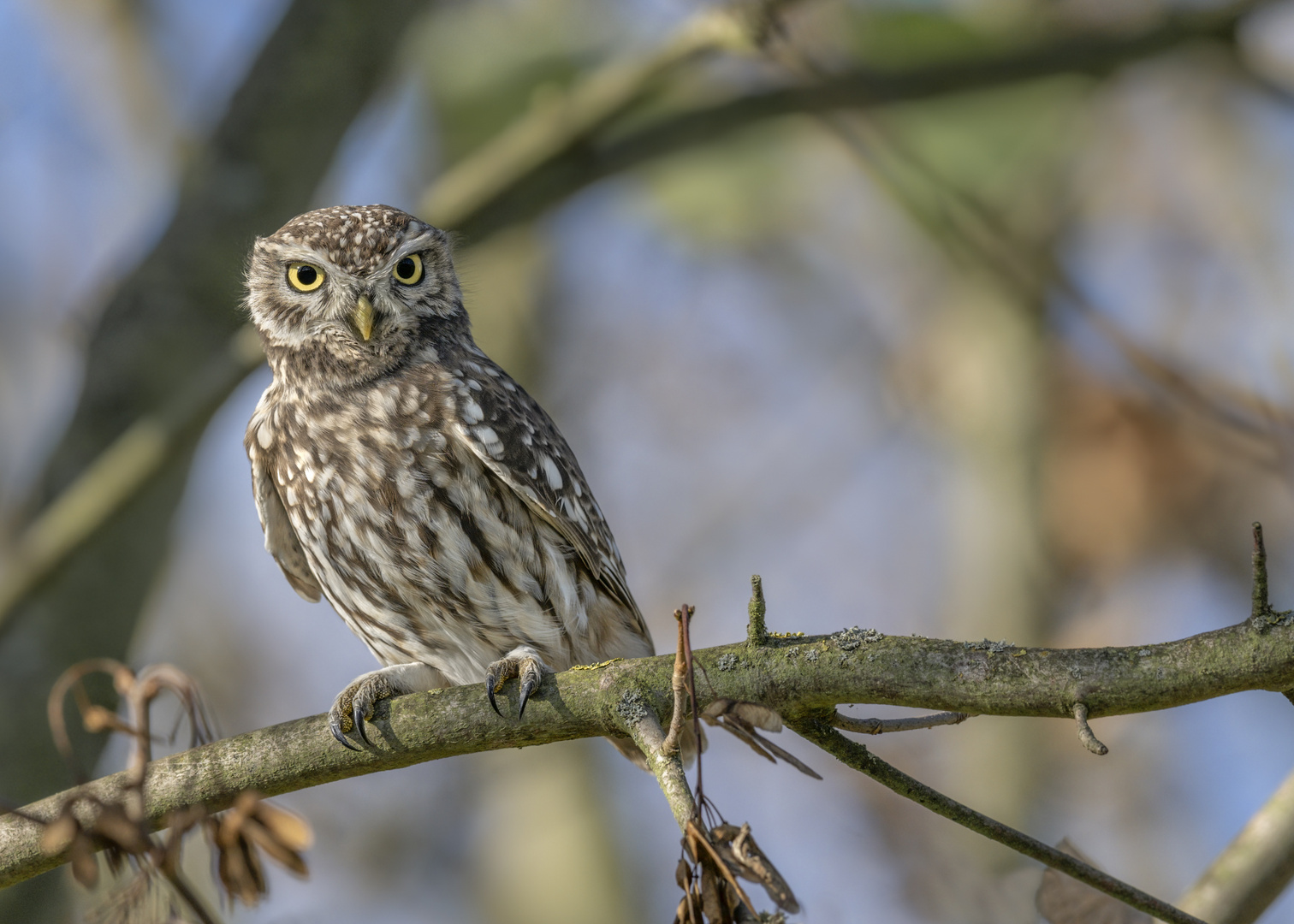 Steinkauz (Athene noctua)