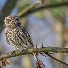 Steinkauz (Athene noctua)