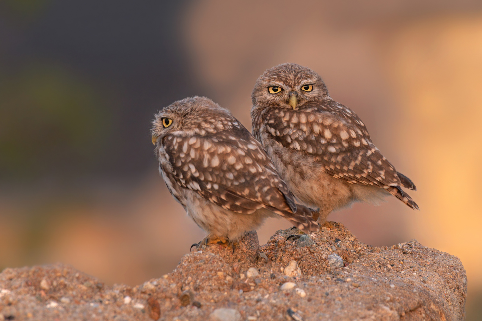 Steinkauz (Athene noctua)