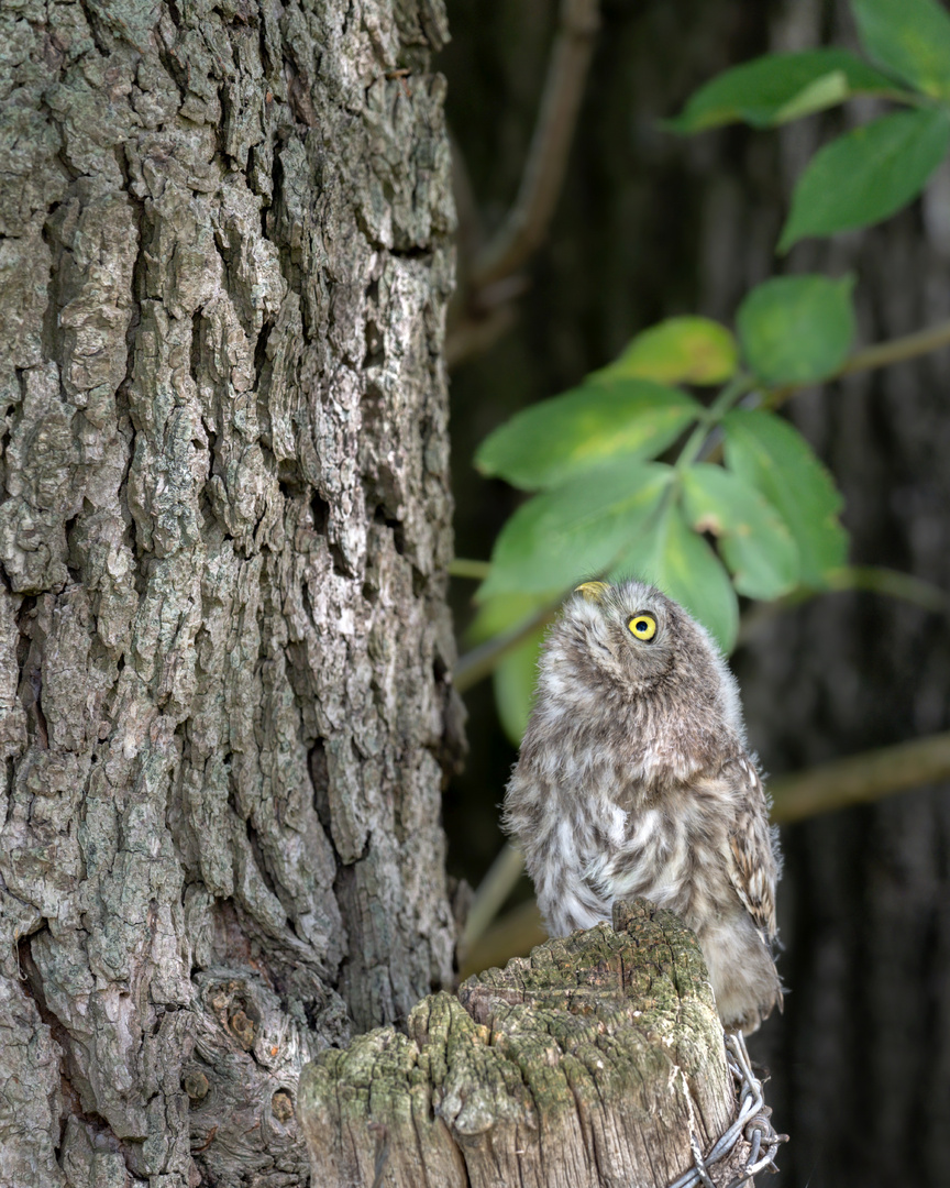 Steinkauz (Athene noctua)