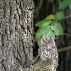 Steinkauz (Athene noctua)