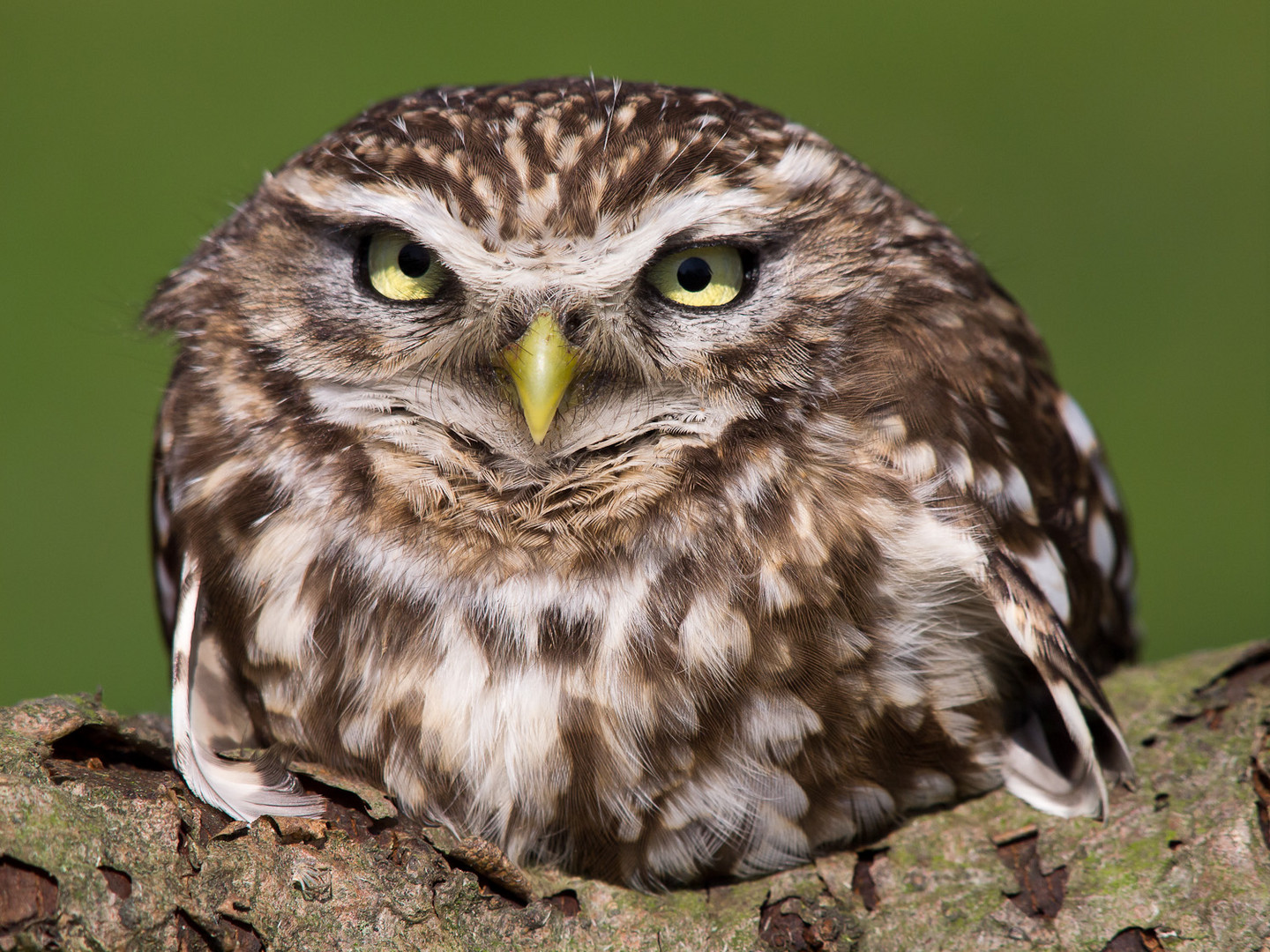 Steinkauz (Athene noctua)