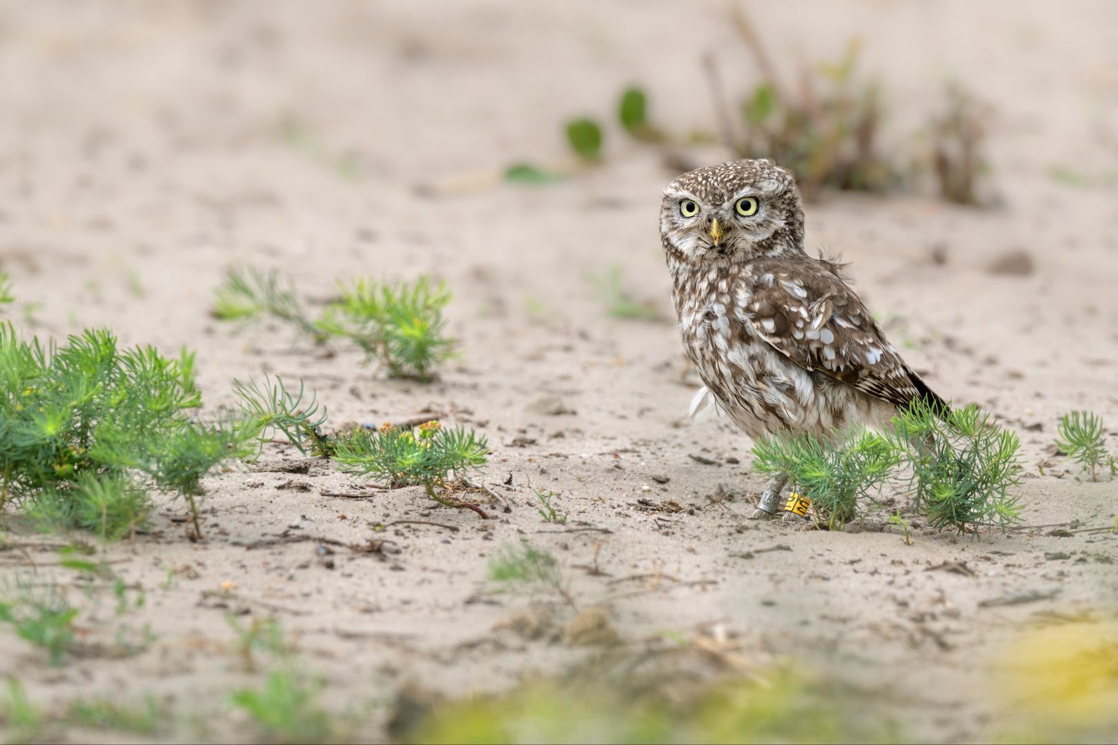 Steinkauz (Athene noctua)