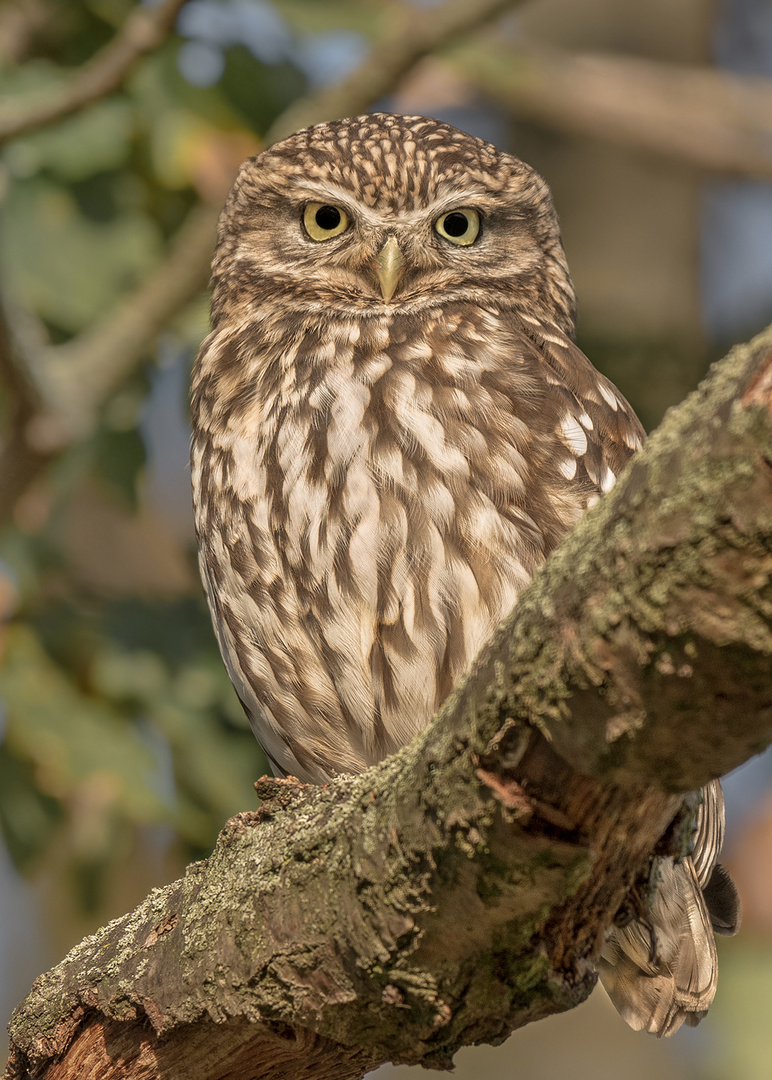 Steinkauz (Athene noctua)