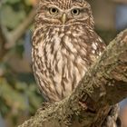 Steinkauz (Athene noctua)