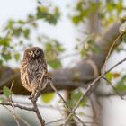 Steinkauz (Athene noctua)