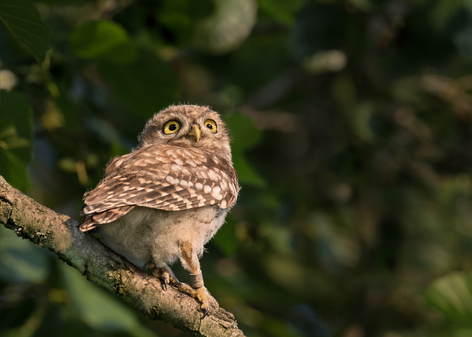 Steinkauz -  Athene noctua