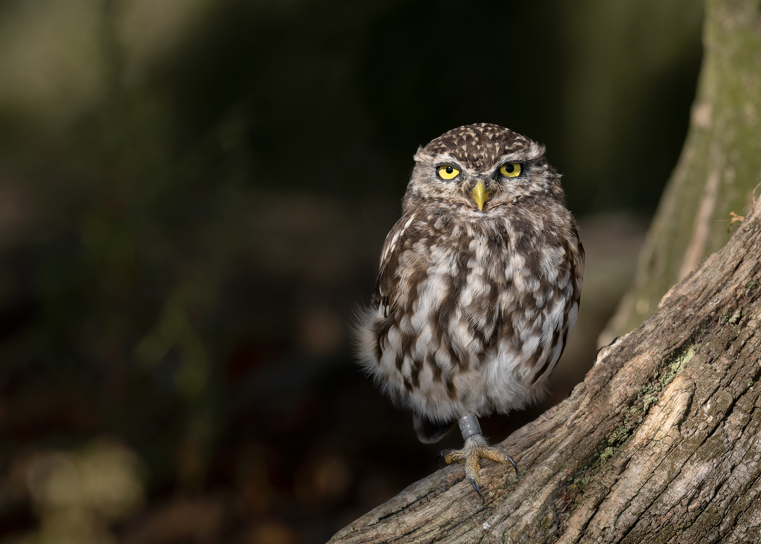 Steinkauz (Athene noctua)