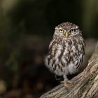 Steinkauz (Athene noctua)