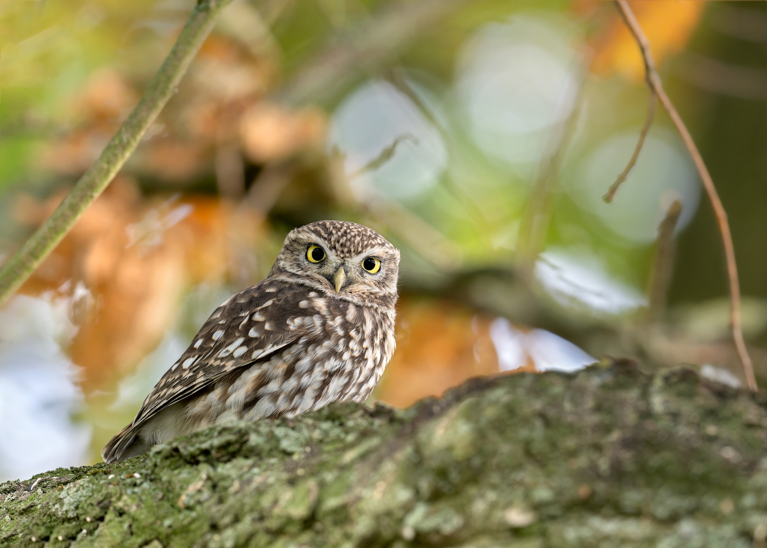 Steinkauz (Athene noctua)