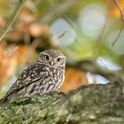 Steinkauz (Athene noctua)