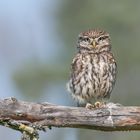 Steinkauz (Athene noctua)